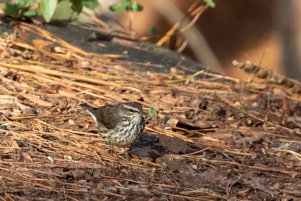 Northern Waterthrush