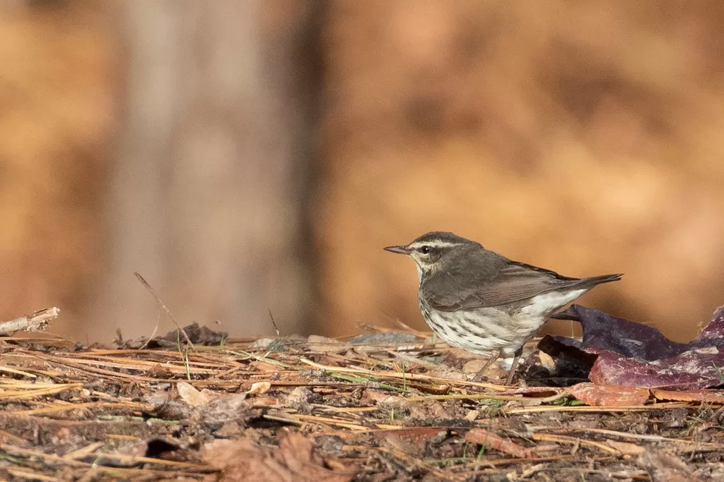 Northern Waterthrush