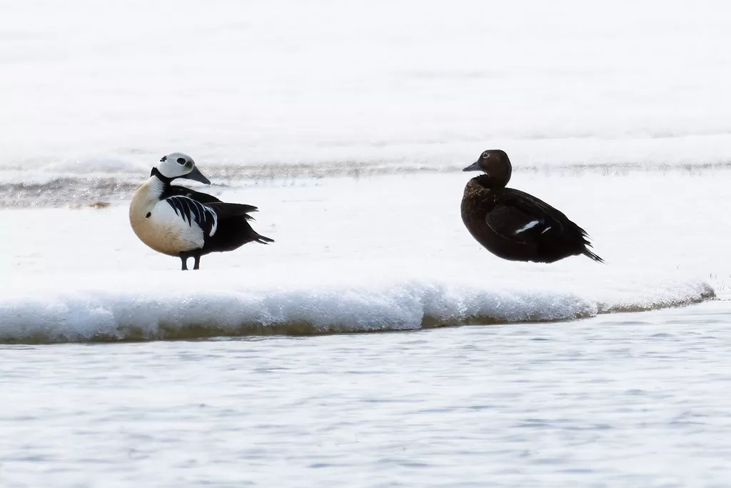 Steller's Eider