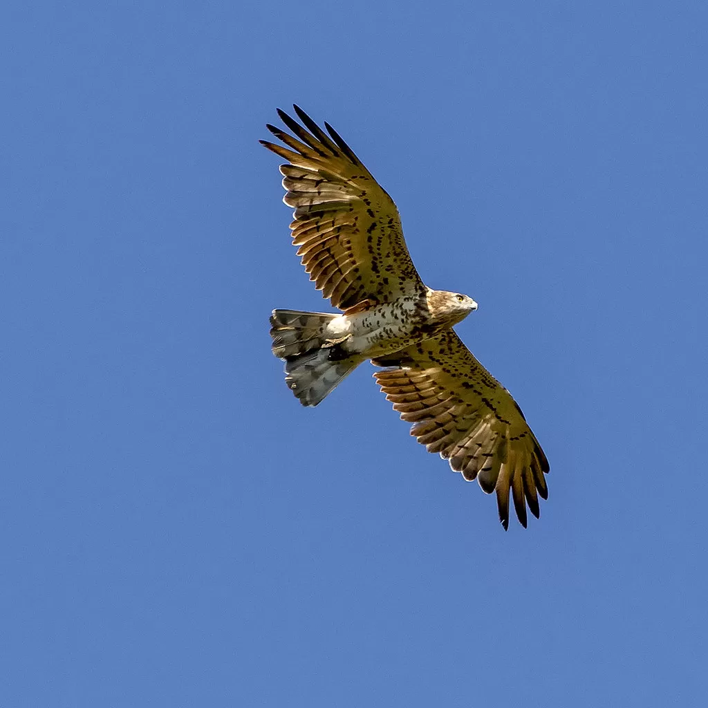 Circaetus gallicus
