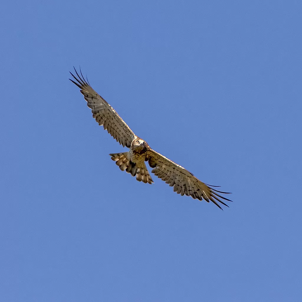 Circaetus gallicus