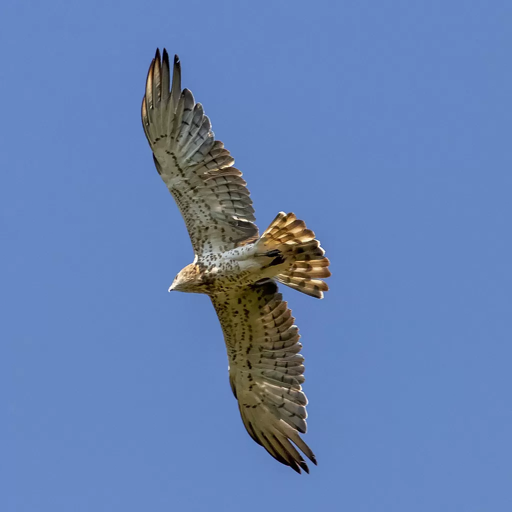 Circaetus gallicus