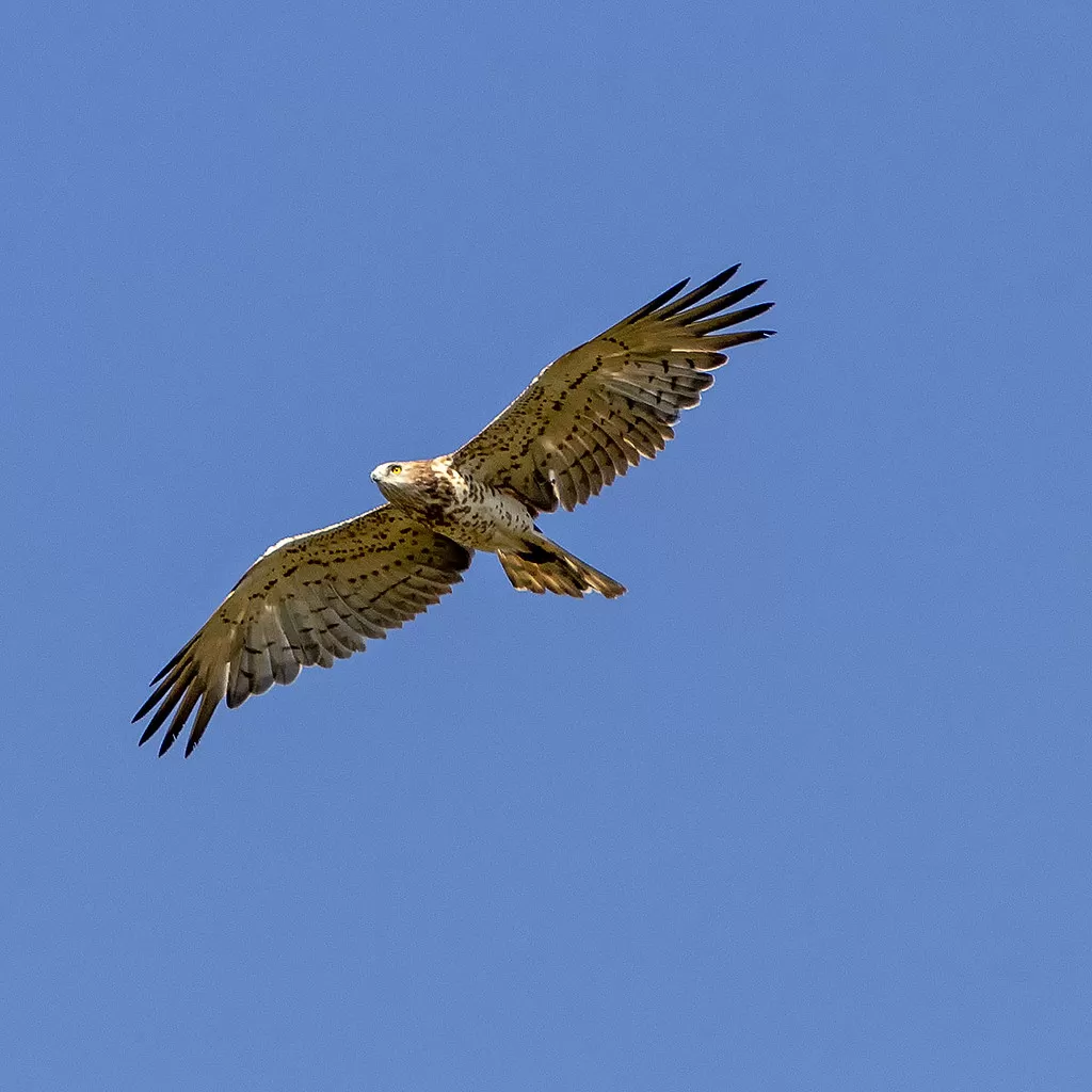 Circaetus gallicus
