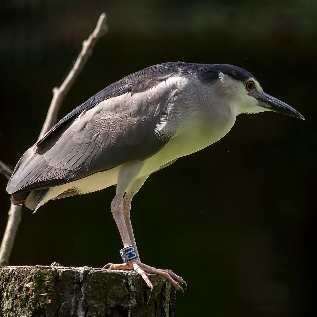 Nycticorax nycticorax