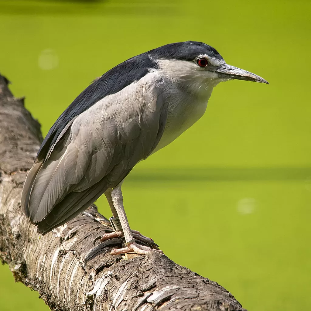 Nycticorax nycticorax