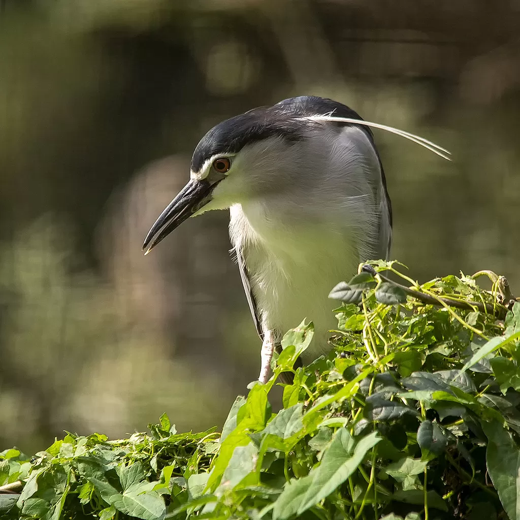 Nycticorax nycticorax