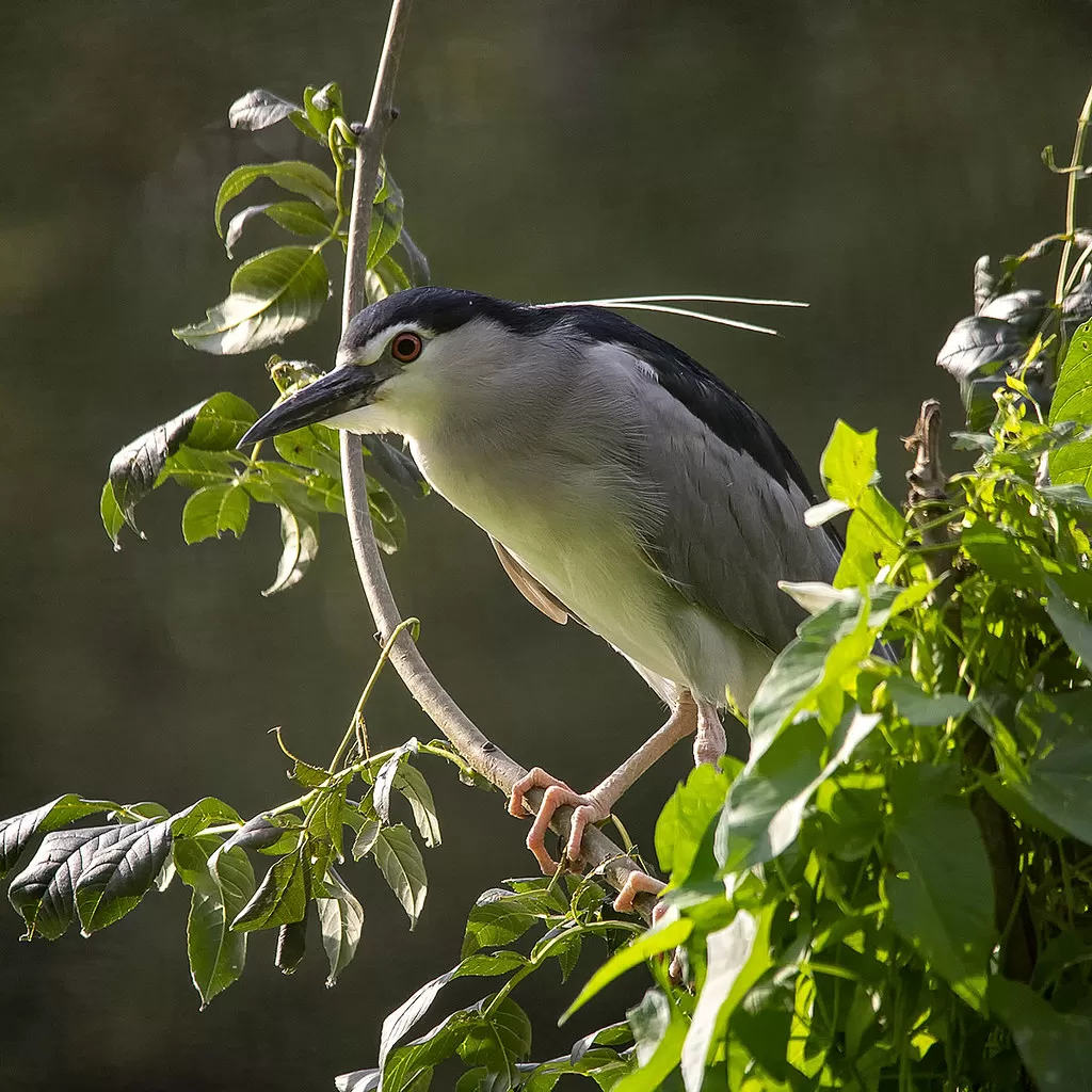 Nycticorax nycticorax