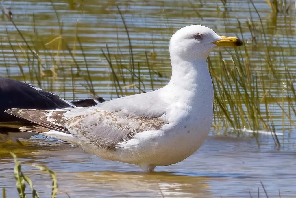 Geelpootmeeuw
