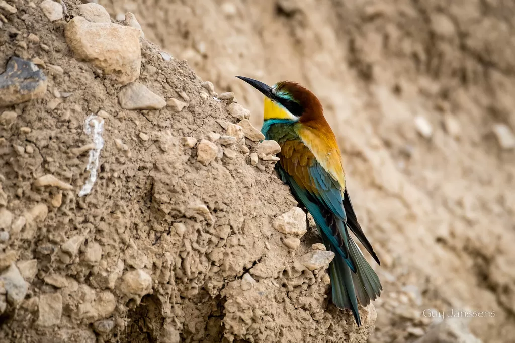 European Bee-eater