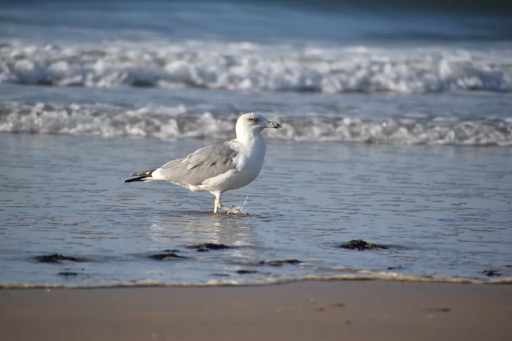 Larus michahellis 23-10-11 PT