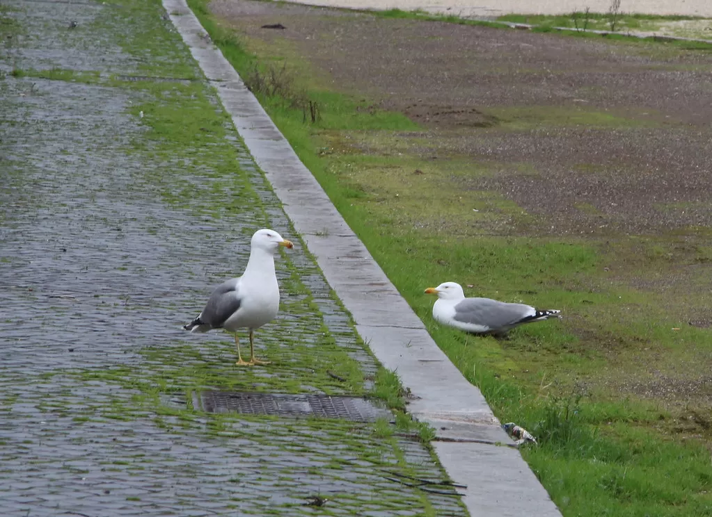 Yellow Legged Gulls in Rome