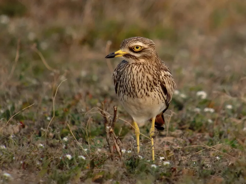 Eurasian Stone-curlew (Eastern Canary Island sub-species), Tao, Lanzarote