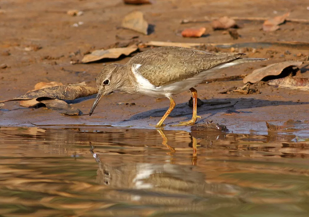 Common Sandpiper, Actitis hypoleucos