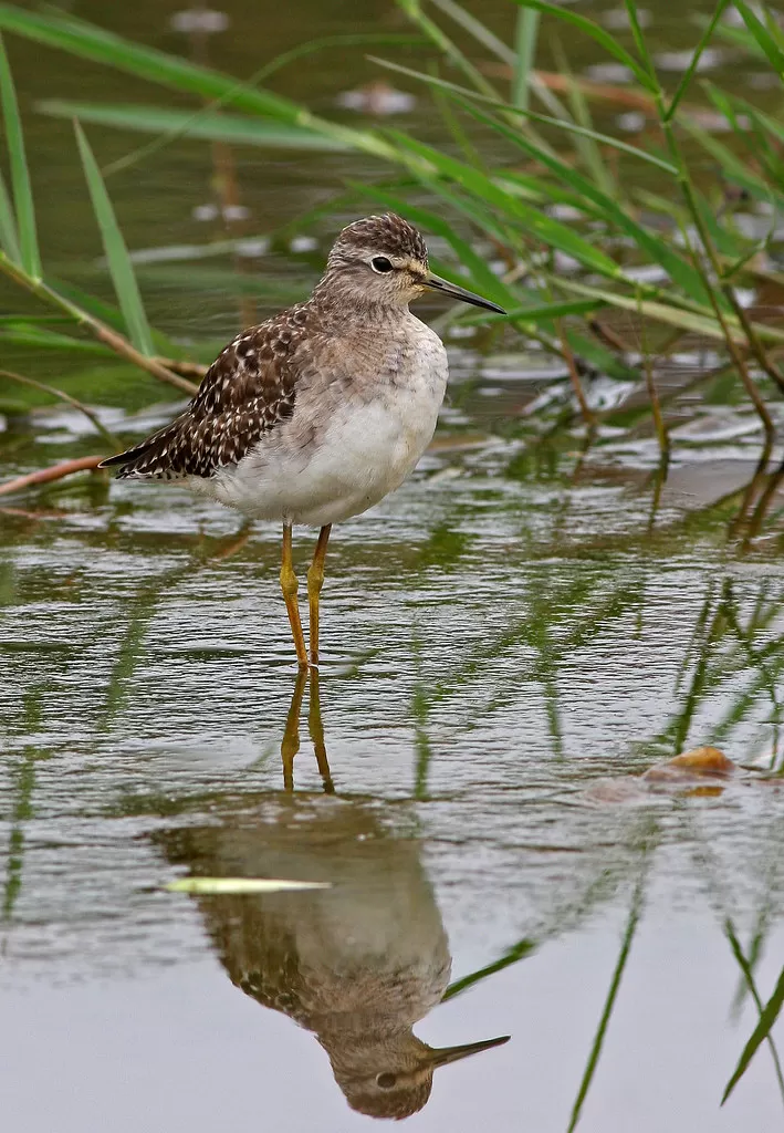 Wood Sandpiper, Tringa glareola