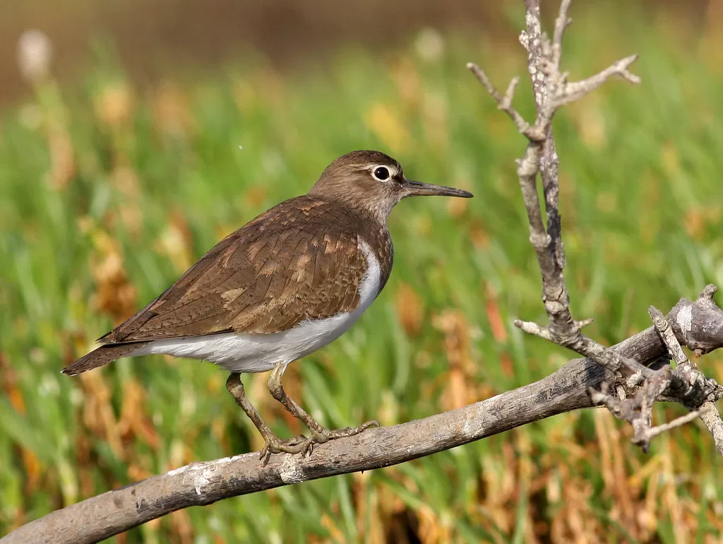 Common Sandpiper, Actitis hypoleucos