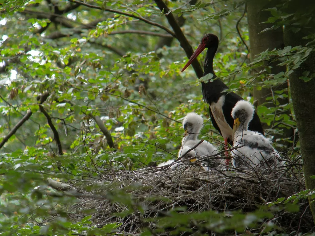 Schwarzstorch (Ciconia nigra), Ostbelgien