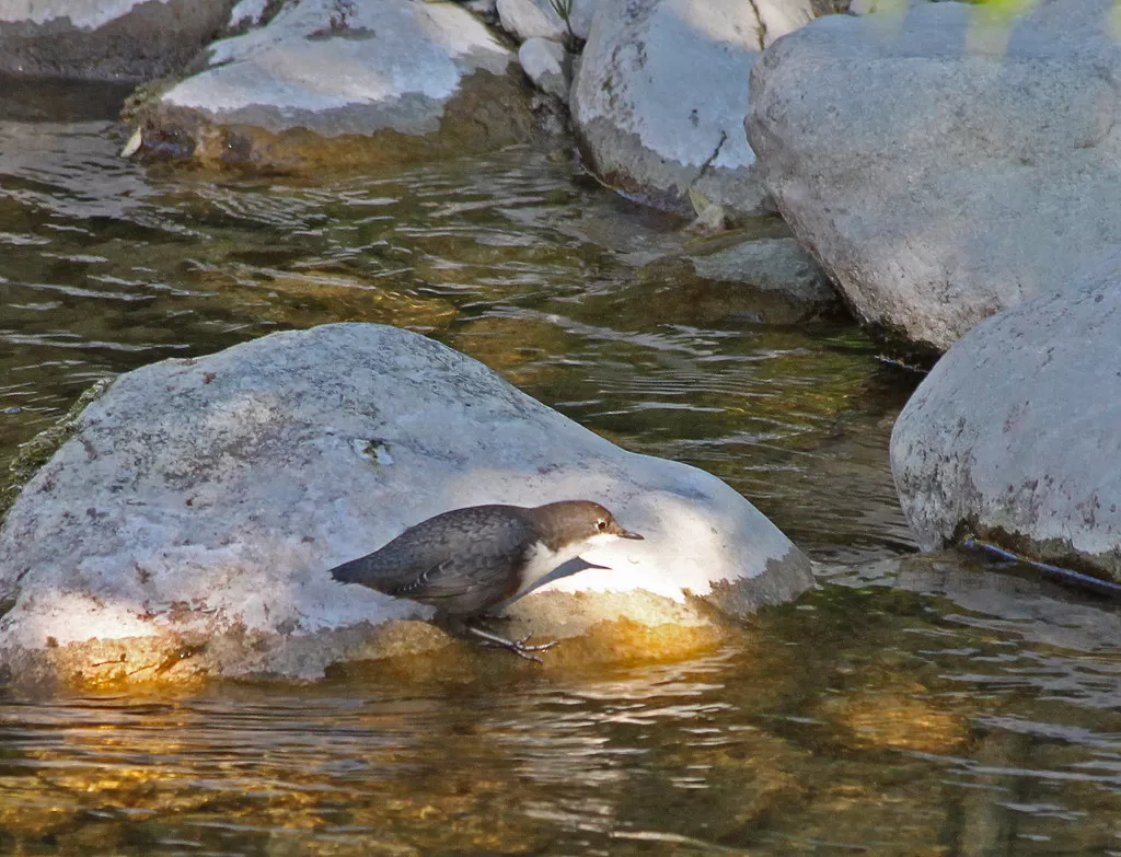 Waterspreeuw (Dipper)
