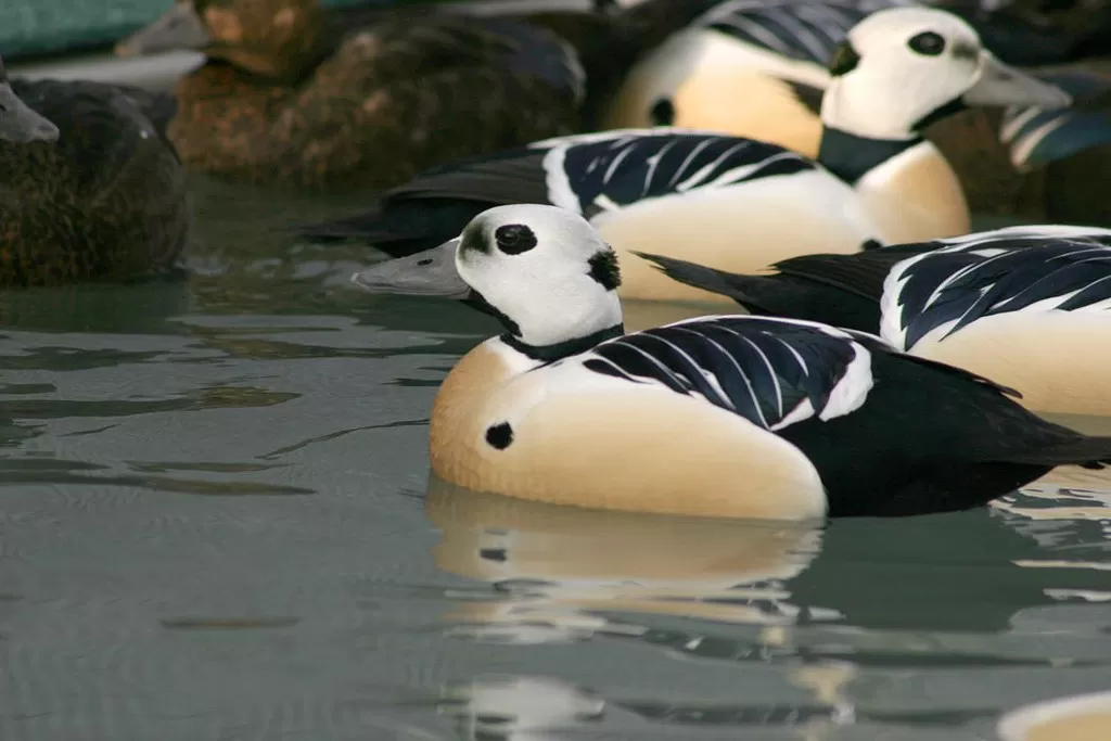 Threatened Steller's eider (Polysticta stelleri) males, Alaska SeaLife Center, Seward, Alaska