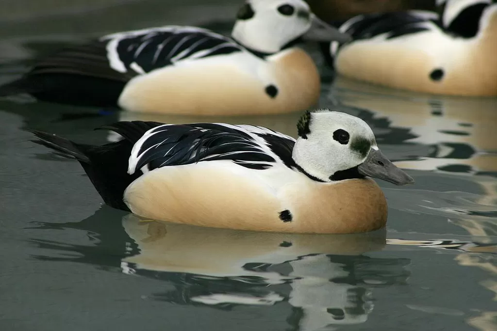 Threatened Steller's eider (Polysticta stelleri) males, Alaska SeaLife Center, Seward, Alaska