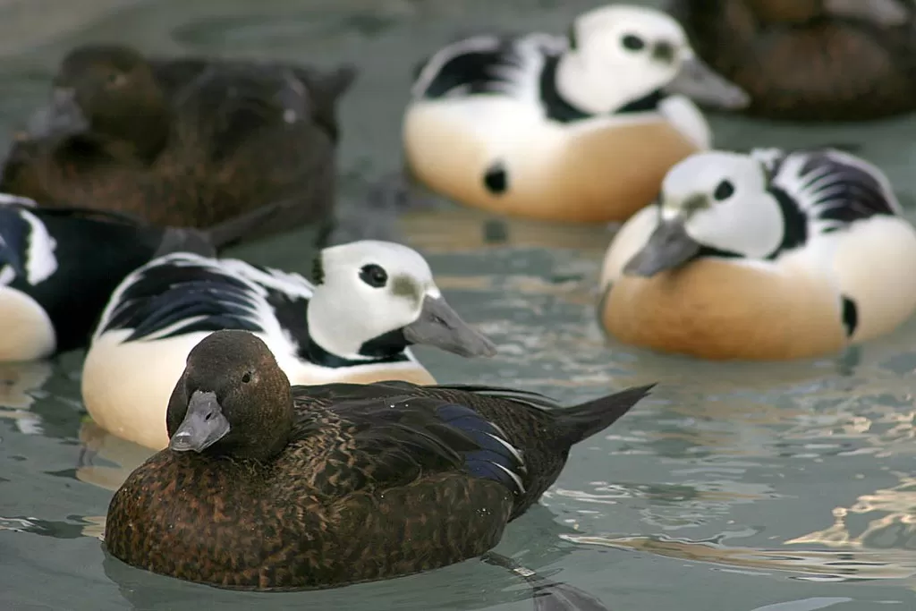 Threatened Steller's eider (Polysticta stelleri) males and females, Alaska SeaLife Center, Seward, Alaska