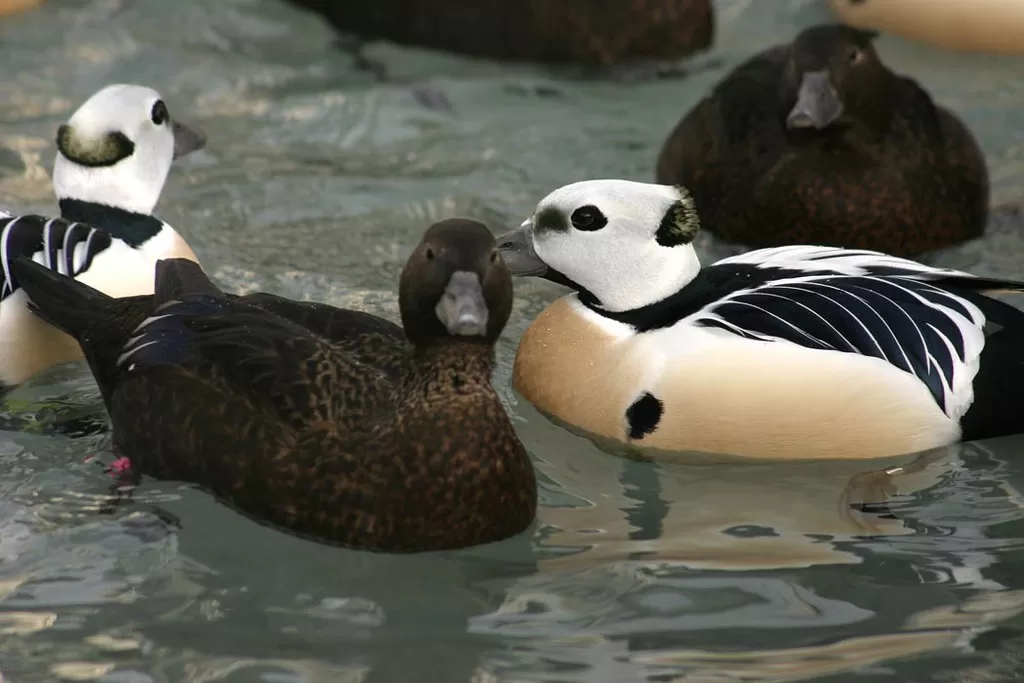 Threatened Steller's eider (Polysticta stelleri) males and females, Alaska SeaLife Center, Seward, Alaska