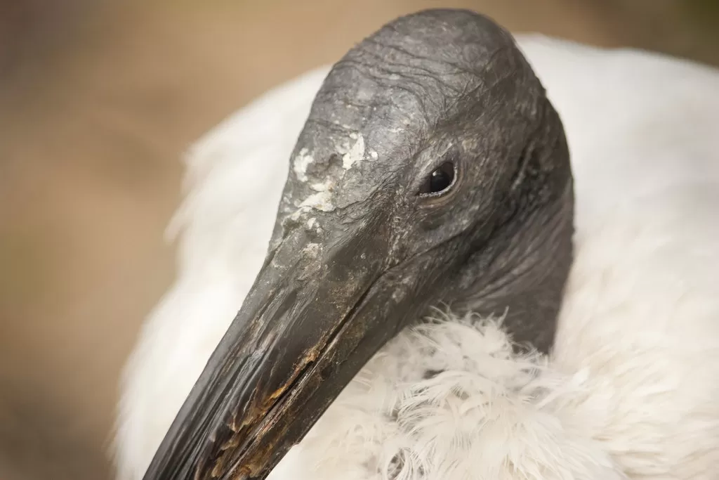 Holy Ibis
