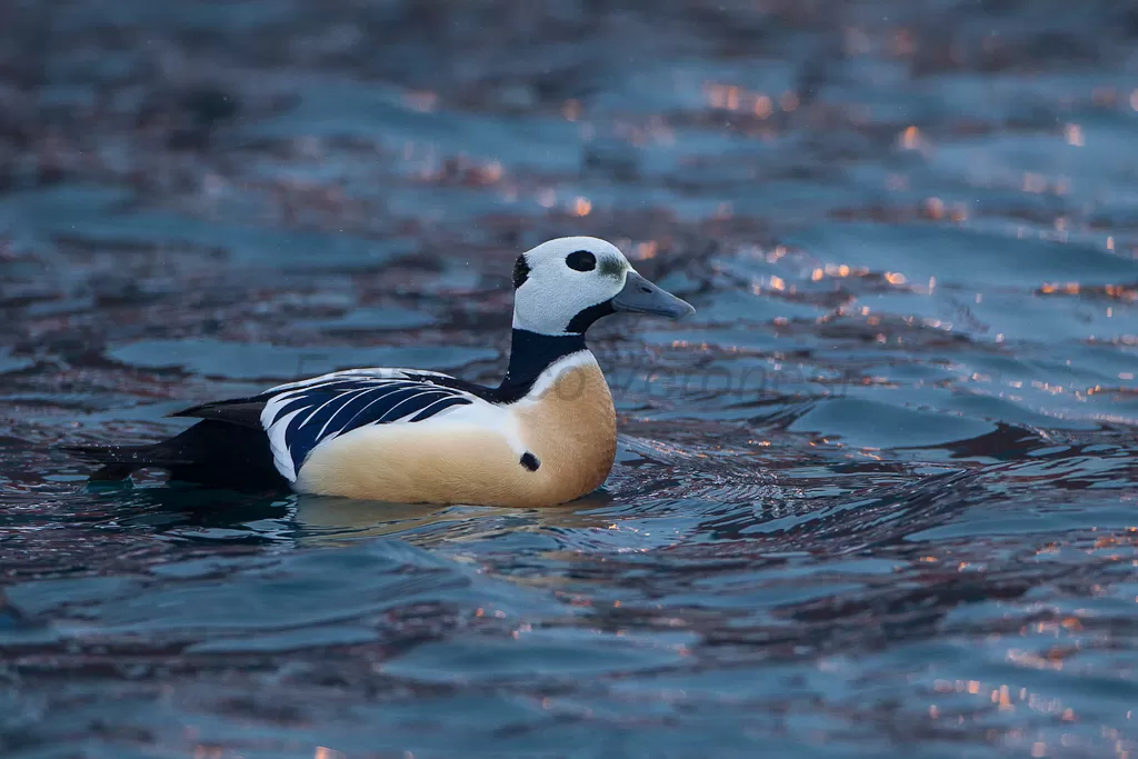 Steller's Eider - Batsfjord - Norway_S4E2998