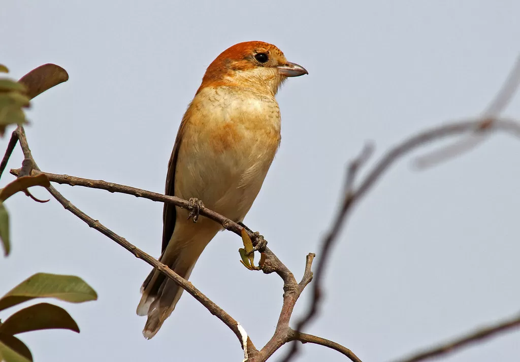 Woodchat Shrike, Lanius senator, immature