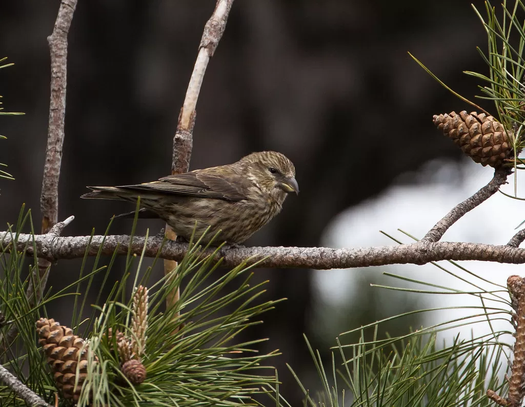 Juvenile Crossbill