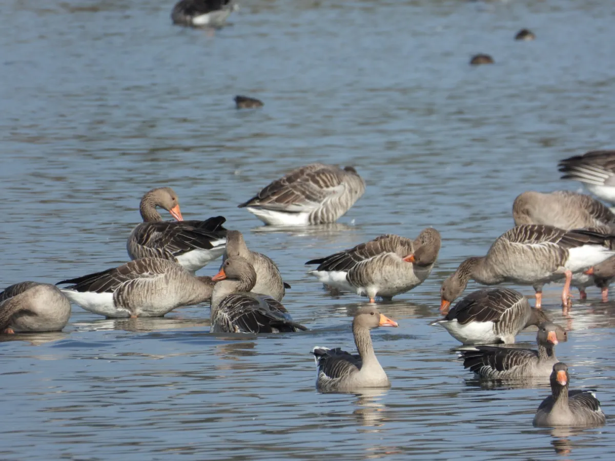 Gespotte Grauwe gans