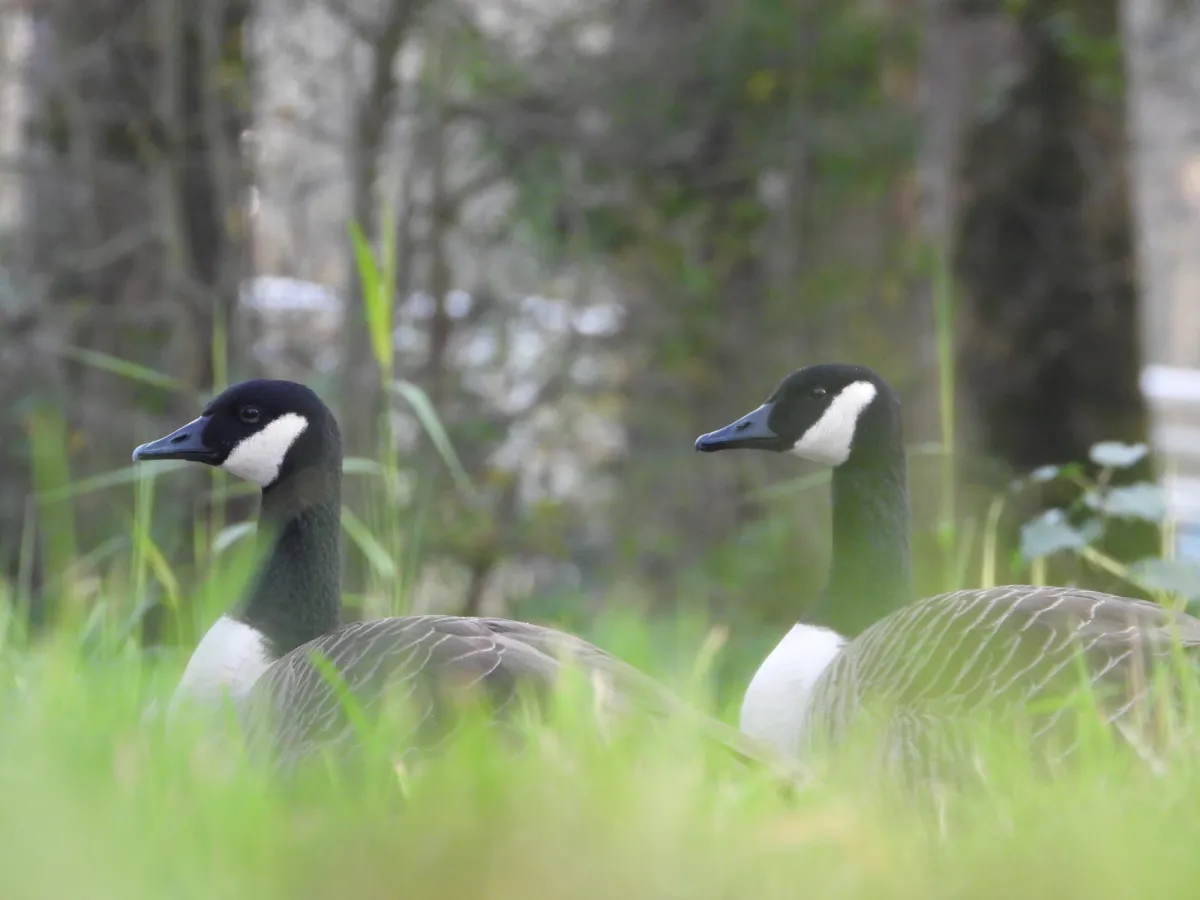 Gespotte Grote Canadese gans