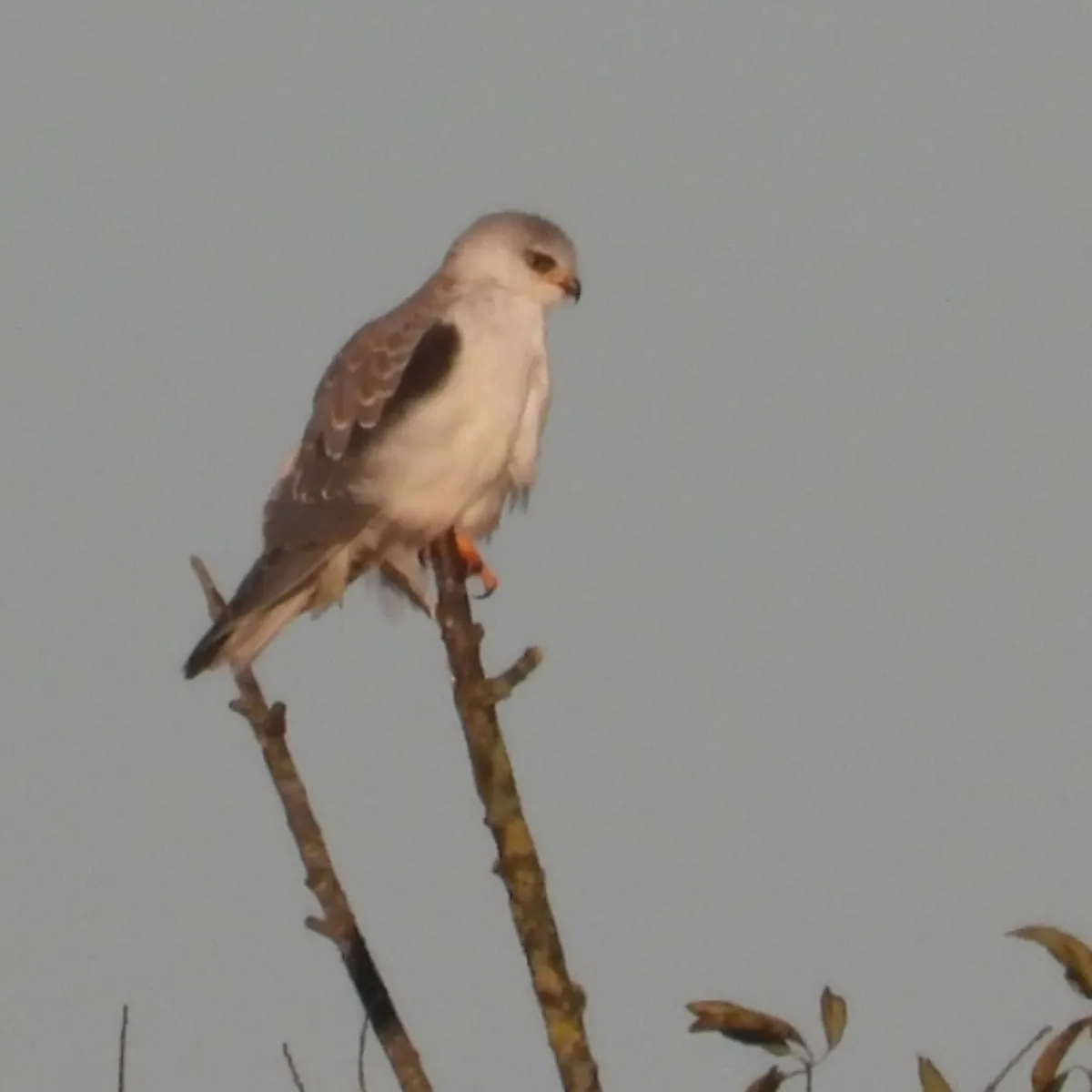 Gespotte Grijze wouw