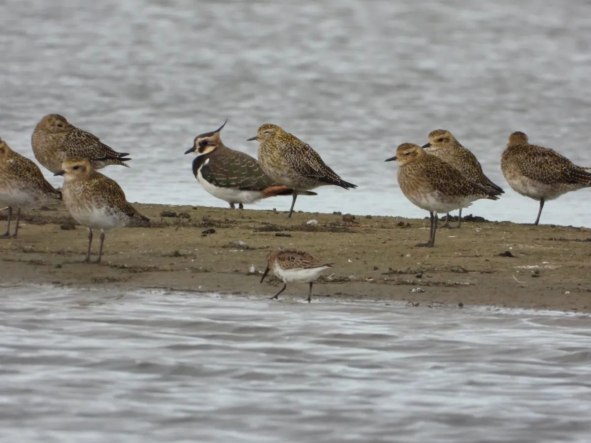 Gespotte Bonte strandloper