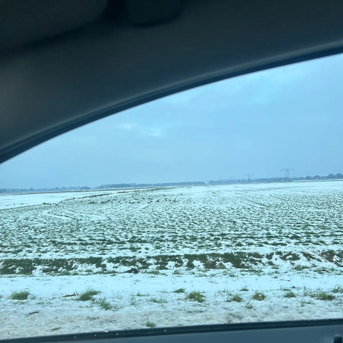 Gespotte Grauwe gans