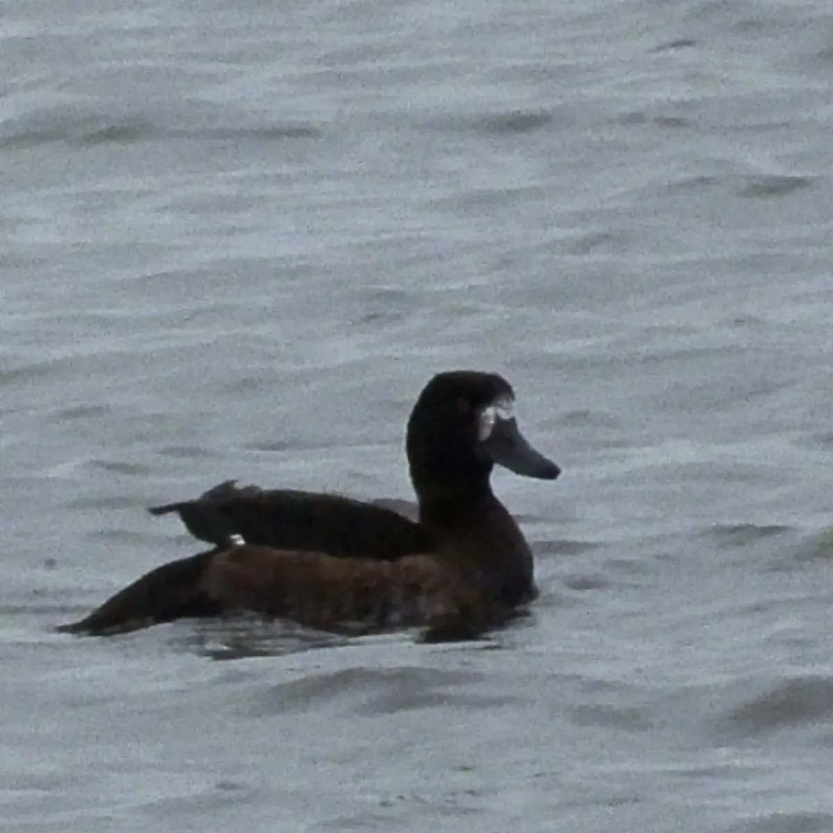 Spotted Greater Scaup