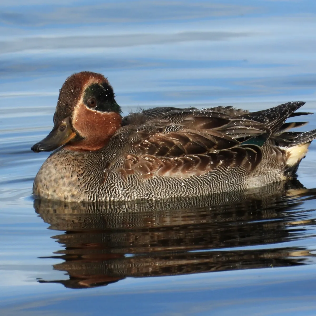 Gespotte Wintertaling