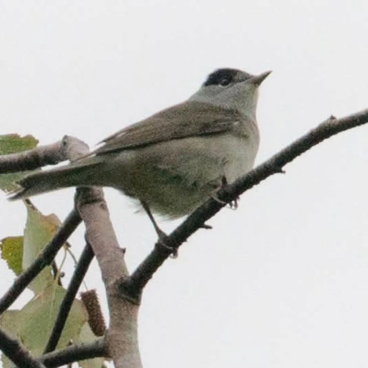 Gespotte Zwartkop