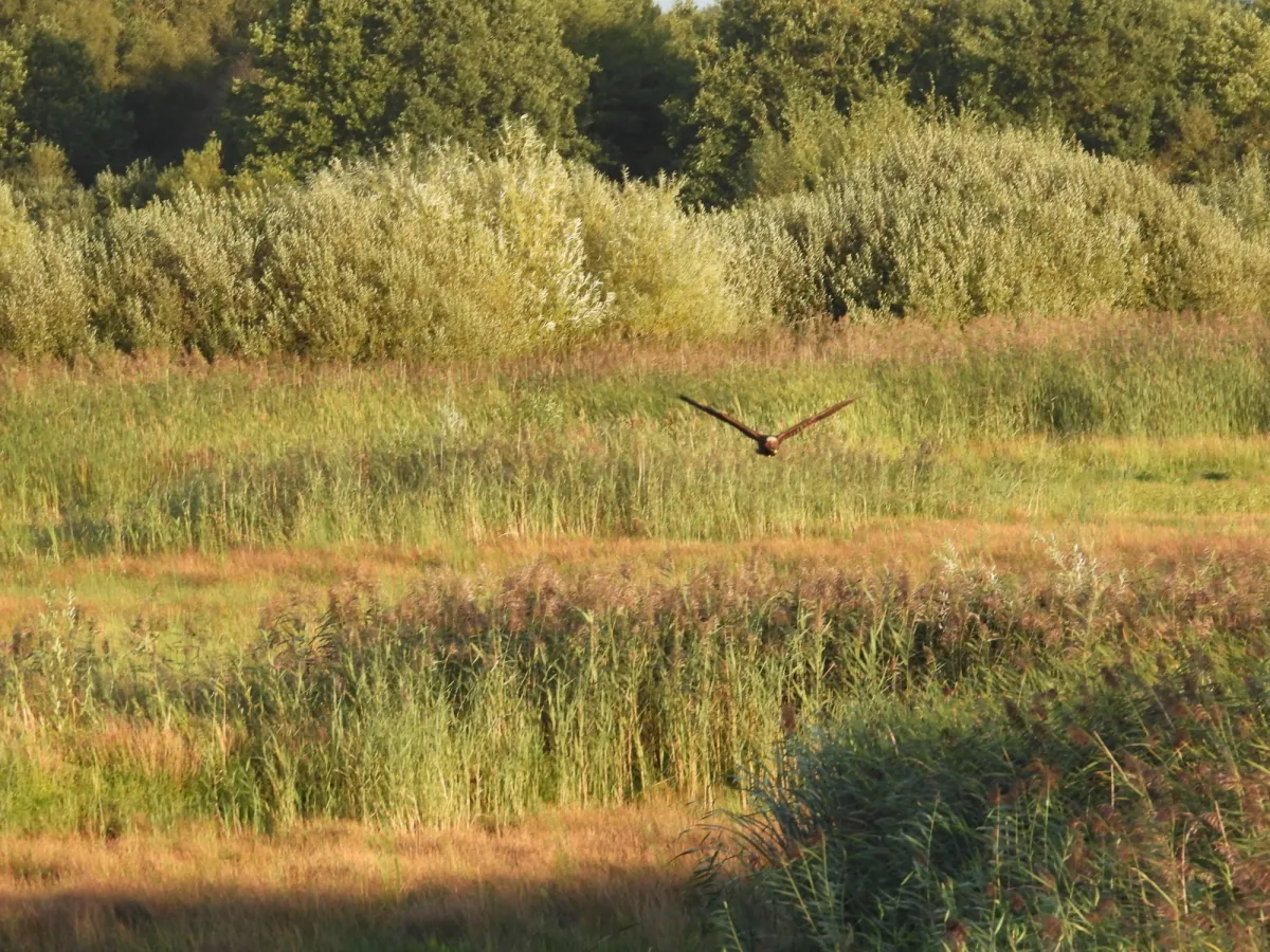 Gespotte Bruine kiekendief