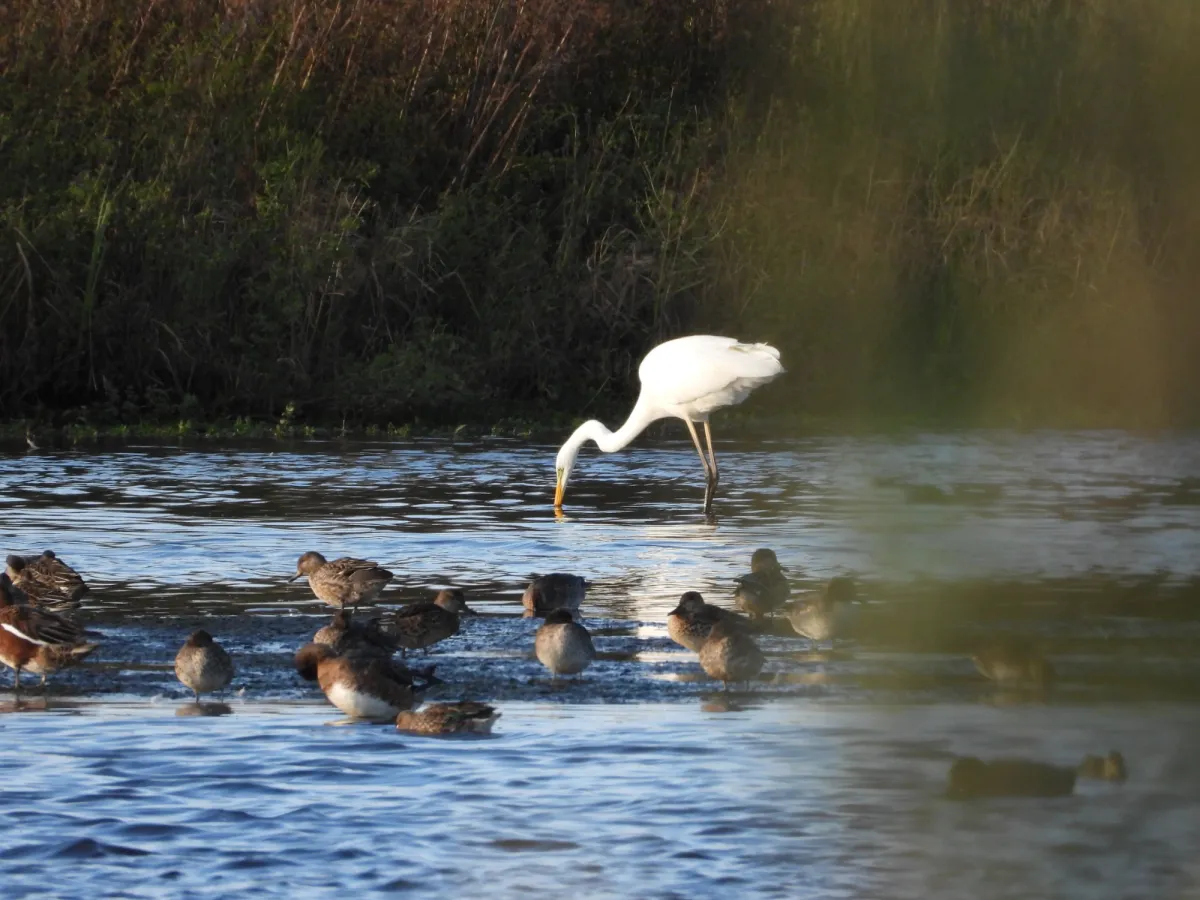 Gespotte Grote zilverreiger