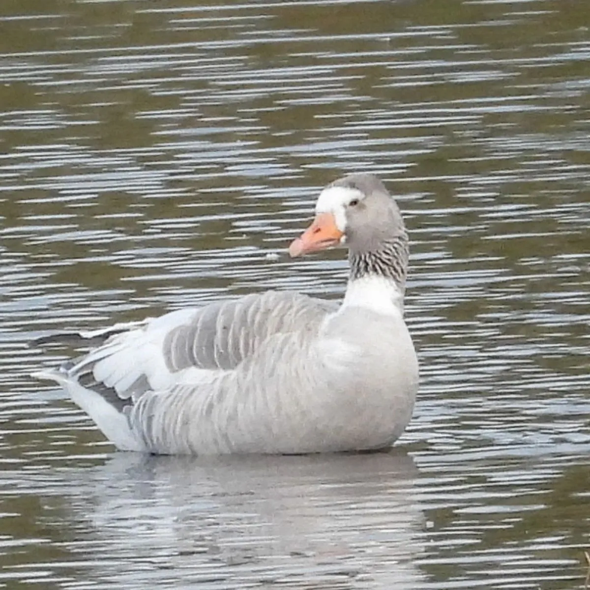 Gespotte Grauwe gans