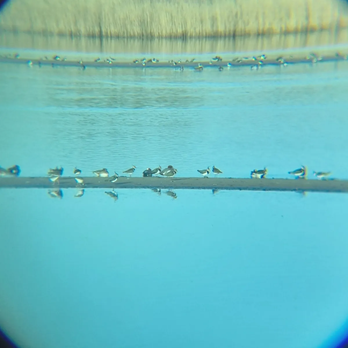 Spotted Northern Lapwing