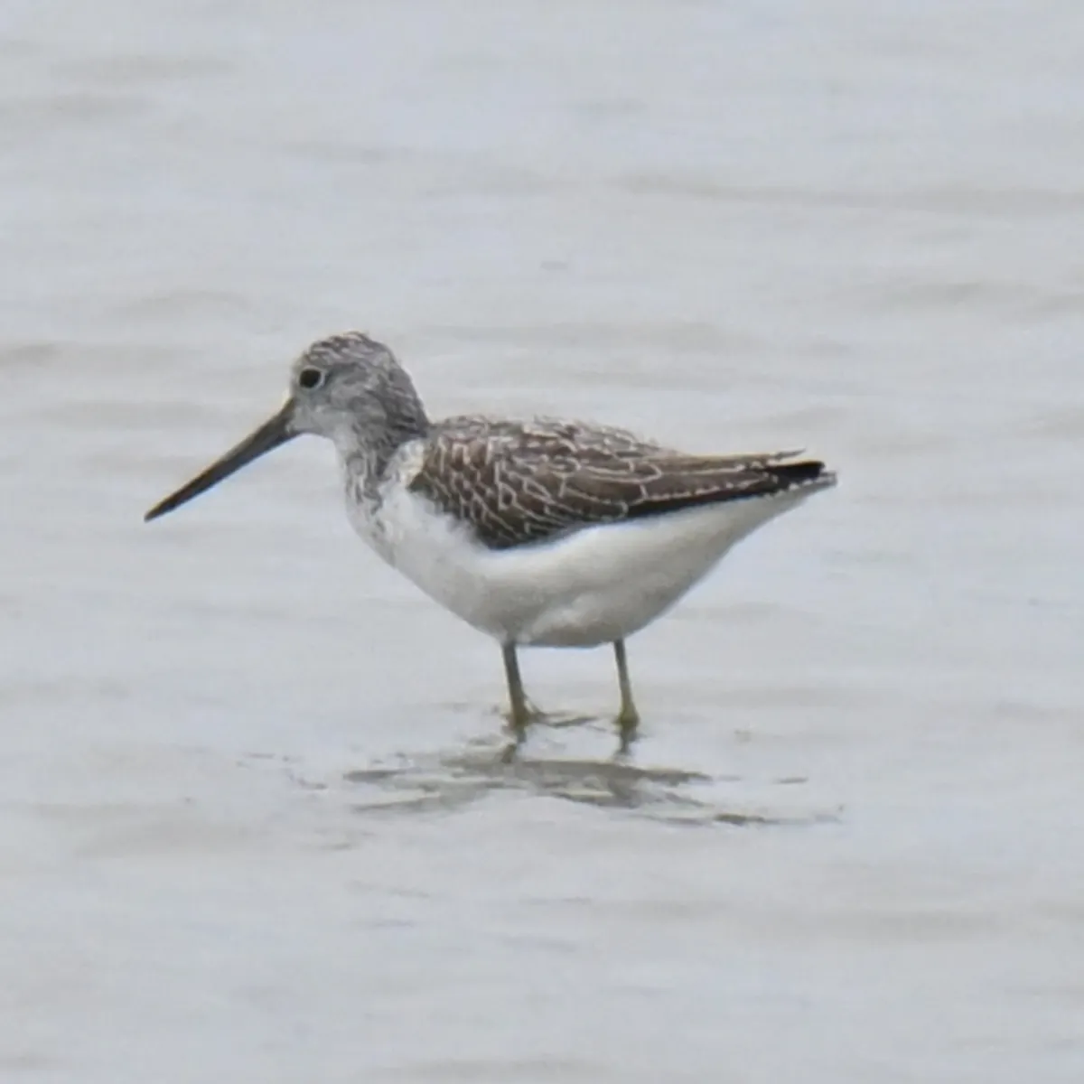 Gespotte Groenpootruiter