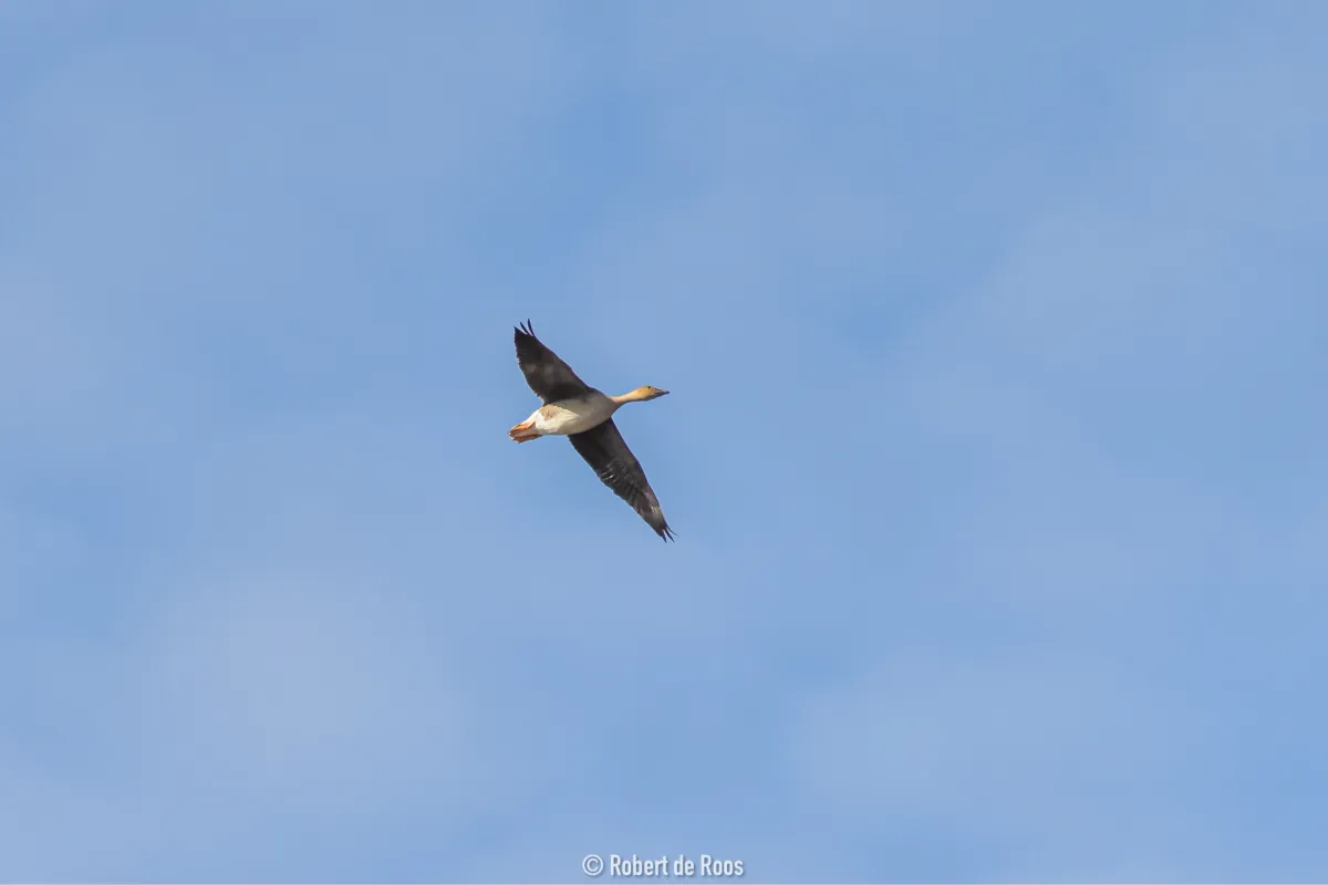 Gespotte Toendrarietgans