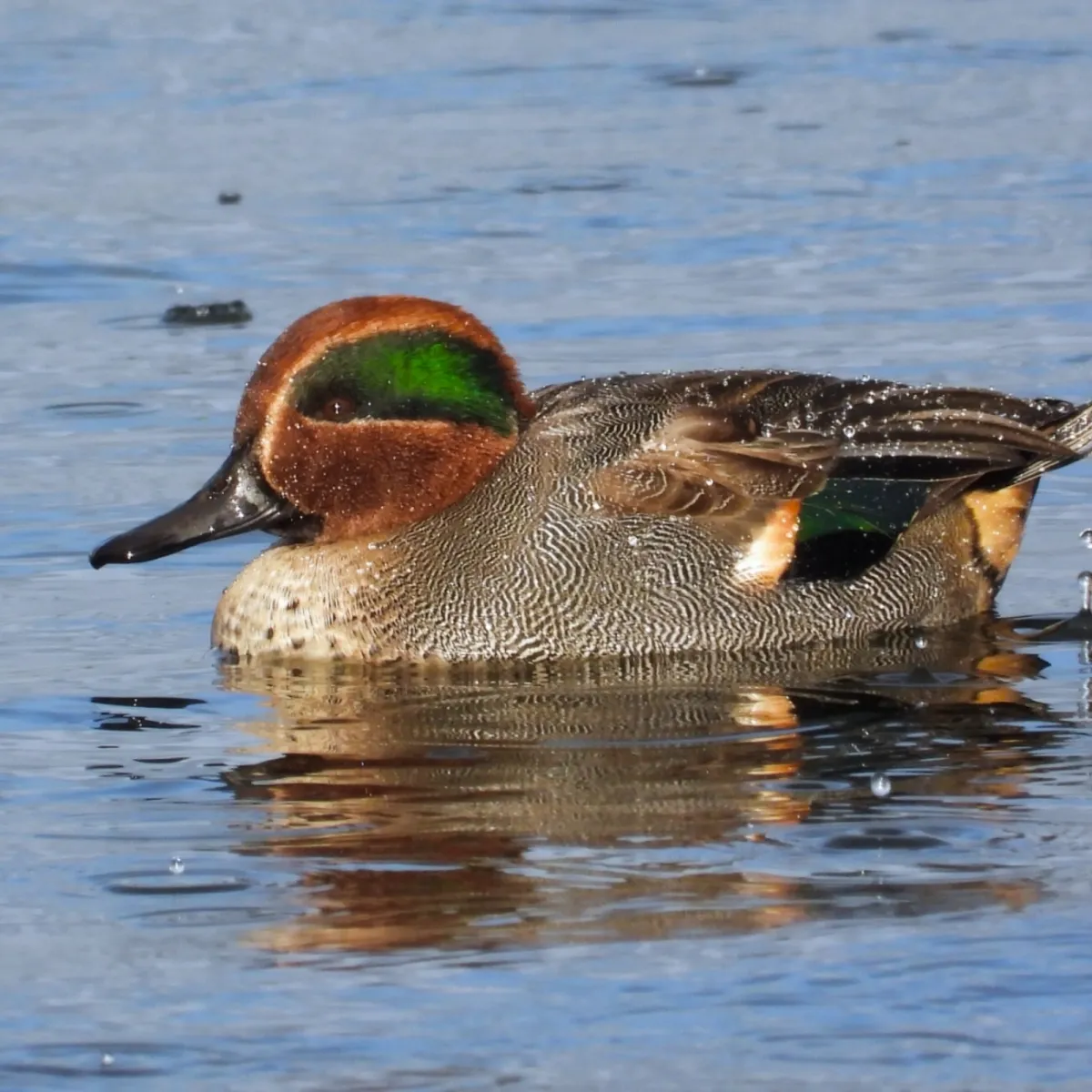Gespotte Wintertaling