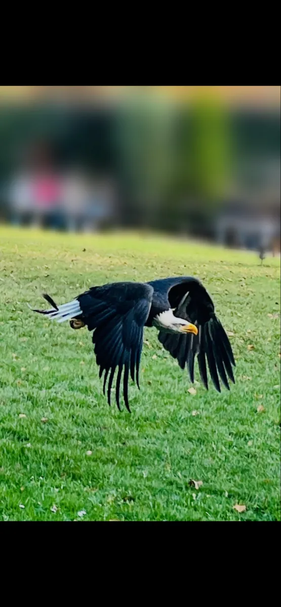 Gespotte Amerikaanse zeearend