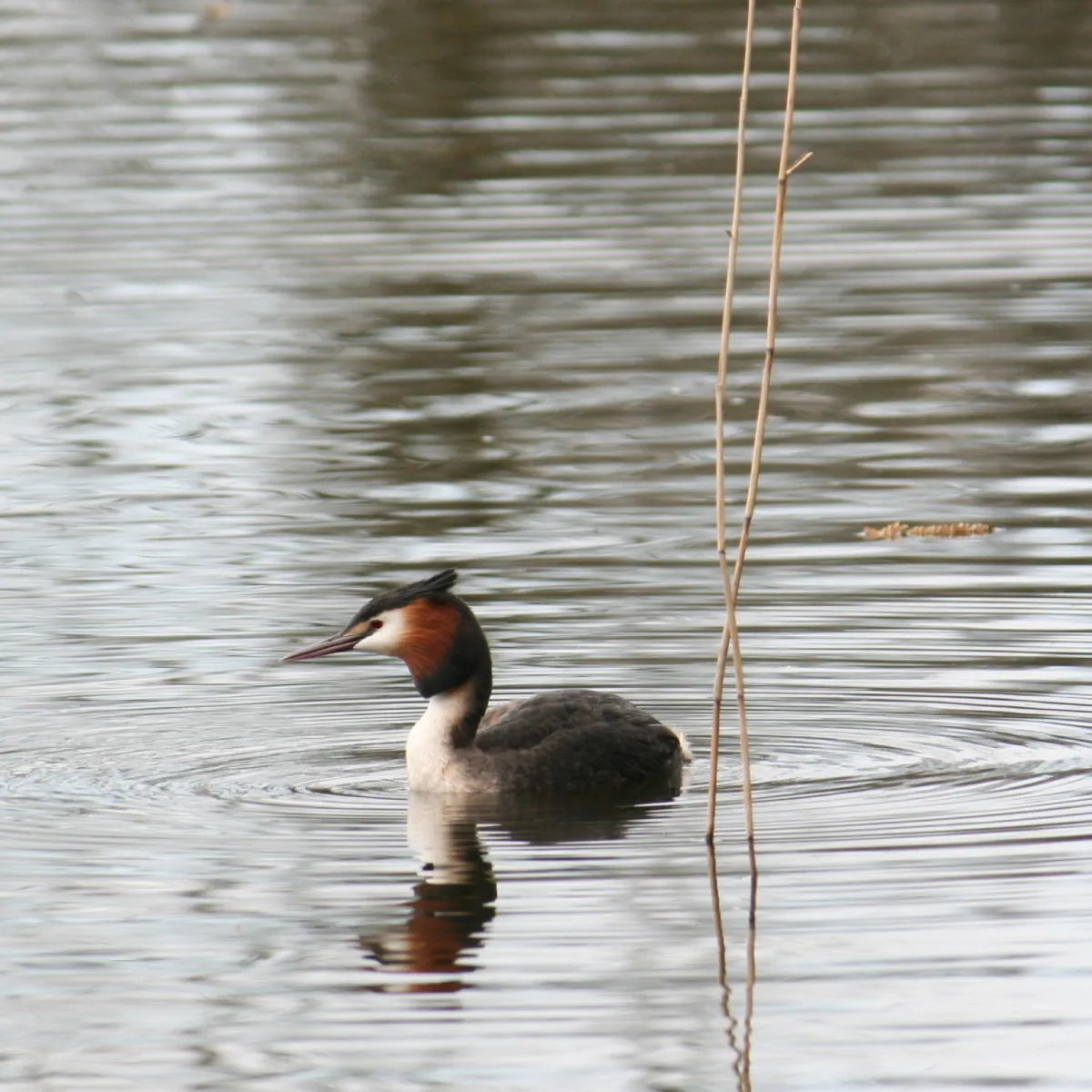 Spotted Great Crested Grebe