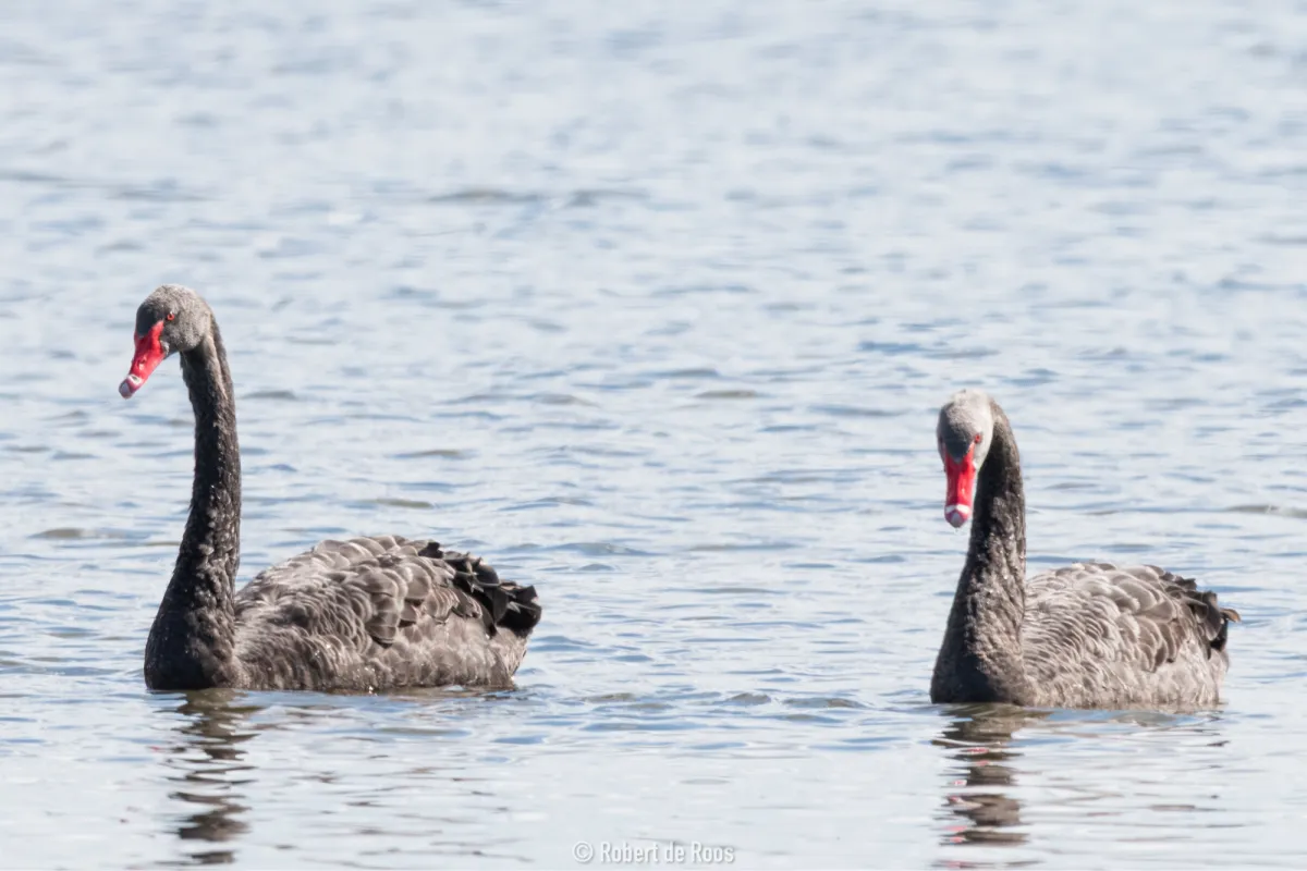 Gespotte Zwarte zwaan