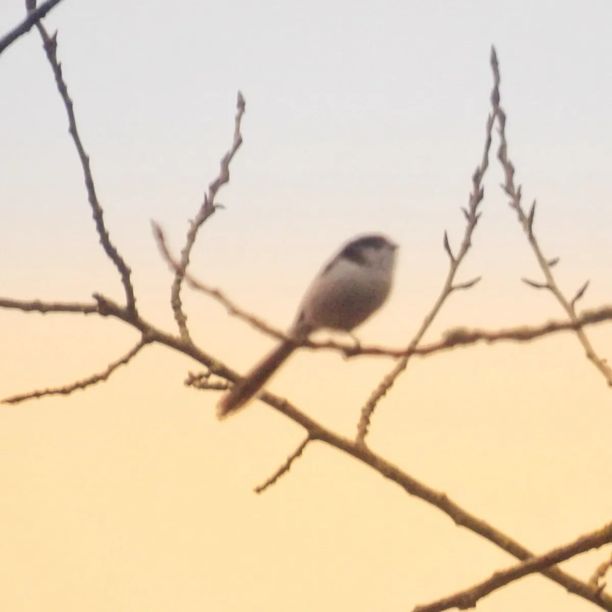Spotted Long-tailed Tit