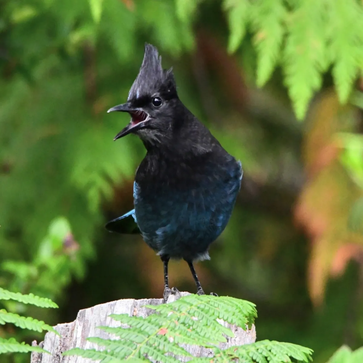 Gespotte Stellergaai