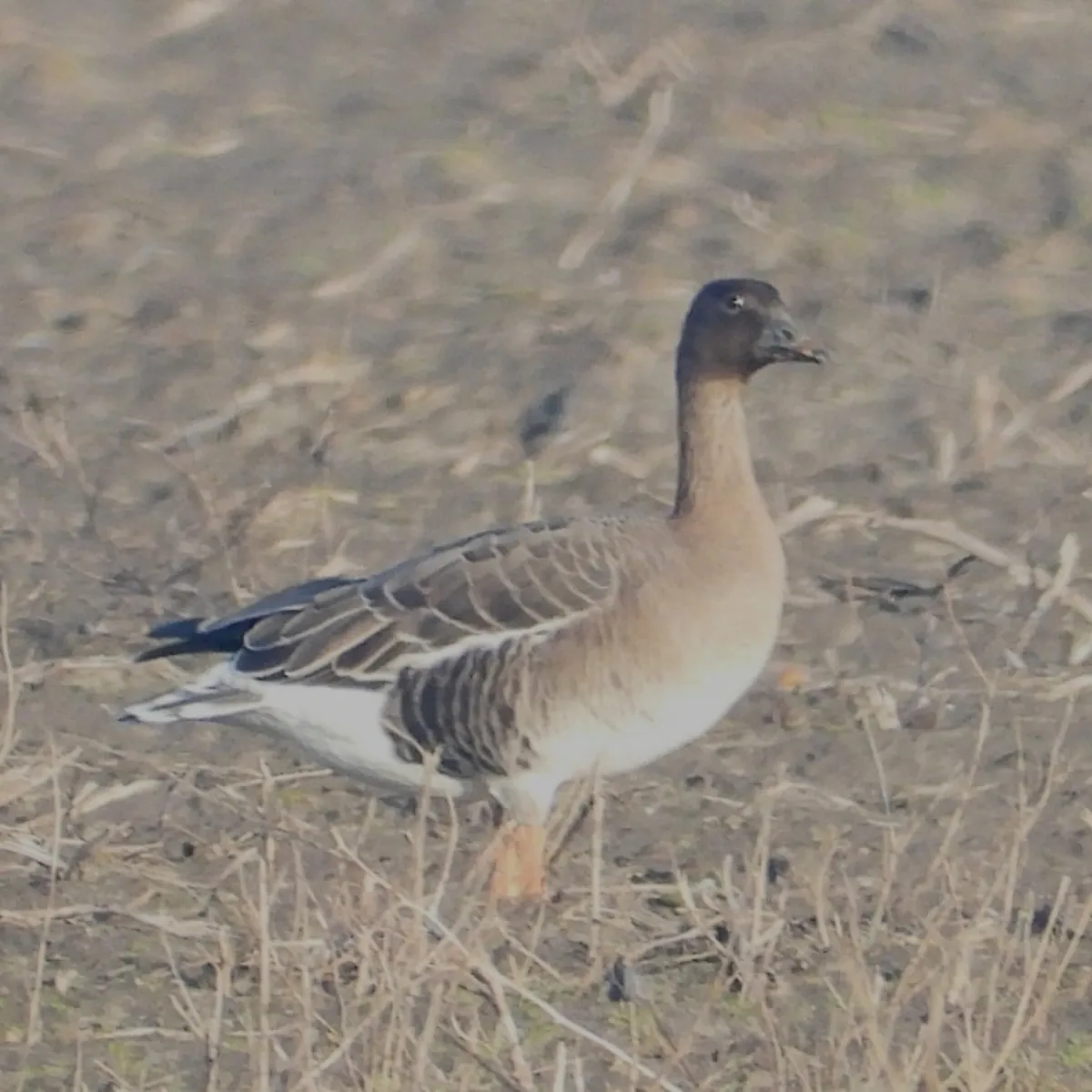Gespotte Toendrarietgans